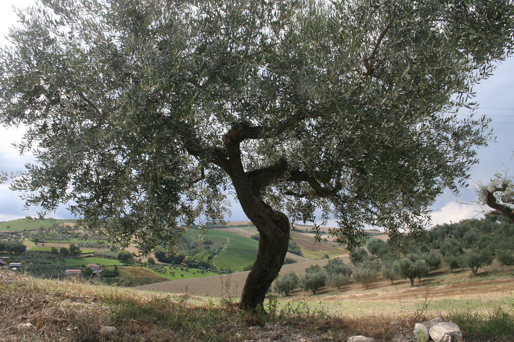 Agriturismo Cignale Penne Luaran gambar